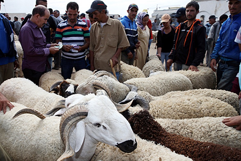 Près de 13% des ménages marocains n'accomplissent pas le rituel du sacrifice de l'Aïd Al-Adha
